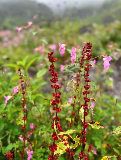 Valley Of Flowers